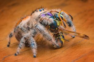 Orange Spider