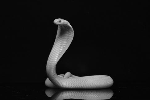 a white cobra