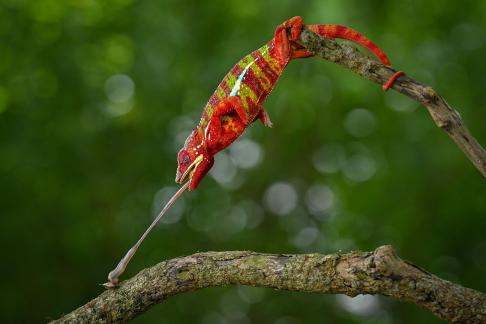 Red Cham