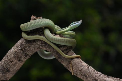 a snake