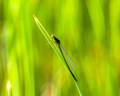 dragonfly