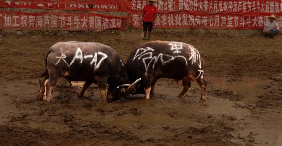 Guizhou Folk Bullfighting Festival