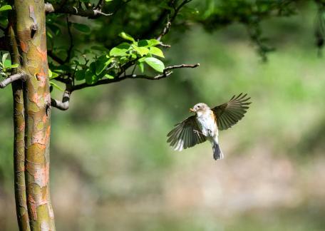 Bird getting food
