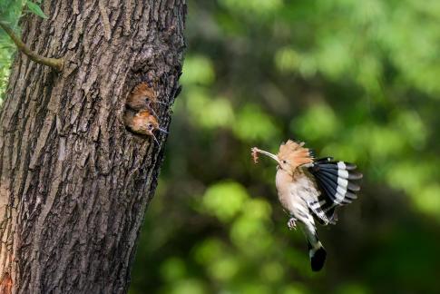 Busy feeding the chicks