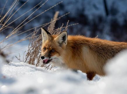 fox