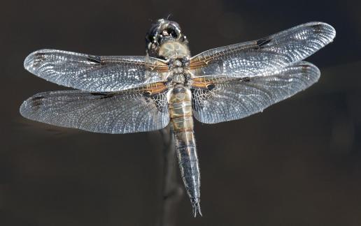 Dragonflies 35