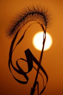 Accompanying the sunset