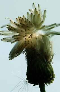 Morning Light Revealed