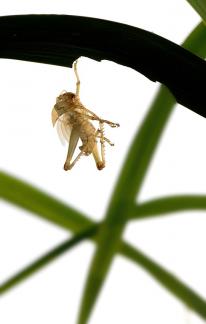 Leave a trace behind