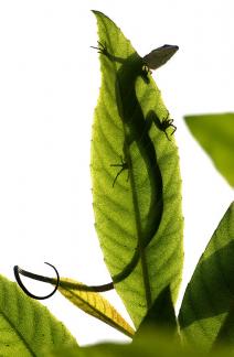 Tilt head and observe