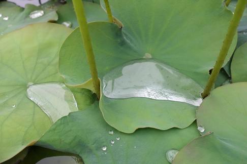 Dripping water droplets13