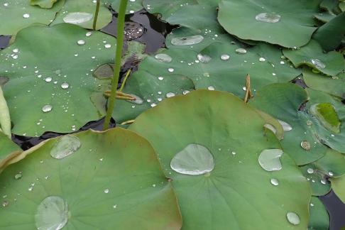 Dripping water droplets14