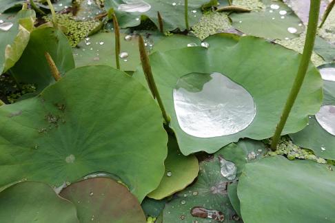 Dripping water droplets16