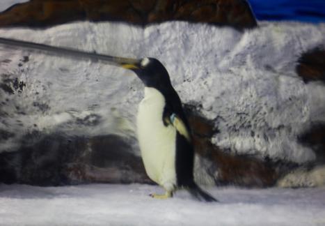 penguin 2