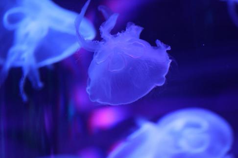 jellyfish 5