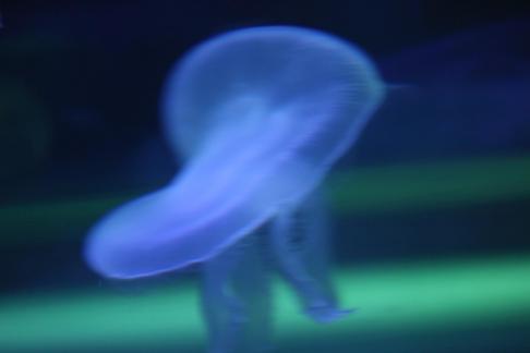 jellyfish 7