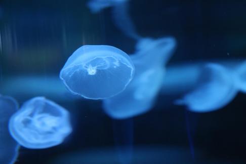 jellyfish 8