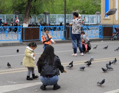 Feed the Peace Dove 5