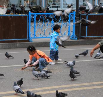 Feed the Peace Dove 2