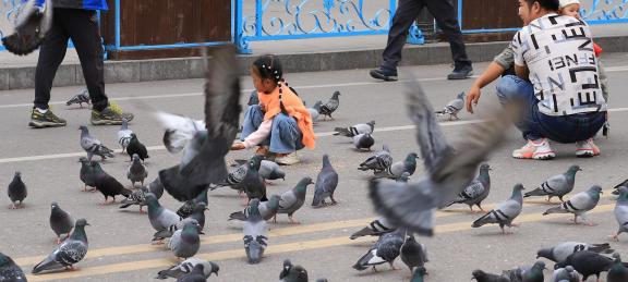 Feed the Peace Dove 3