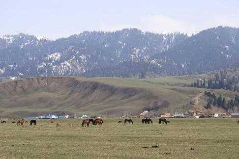 Dian Shang Pastoral Song 3