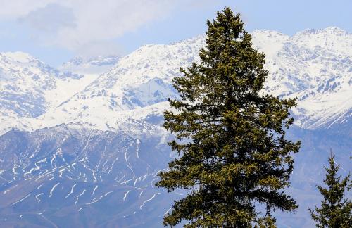 Cold Forest Watch 15