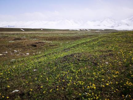 Wilderness Yellow Carpet 1
