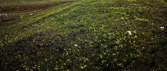Wilderness Yellow Carpet 2