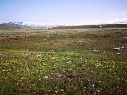 Wilderness Yellow Carpet 3