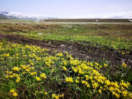 Wilderness Yellow Carpet 4