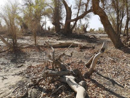 Desert residual branches 1