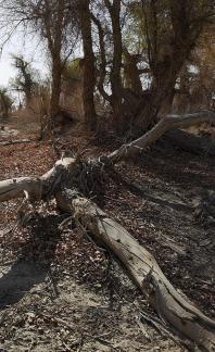 Desert residual branches 3