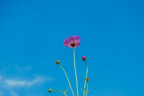 Blue Sky Flowers