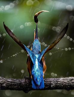 Kingfisher throwing fish 04