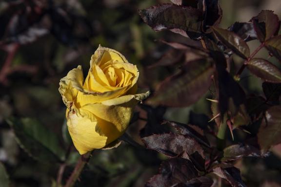 Yellow rose