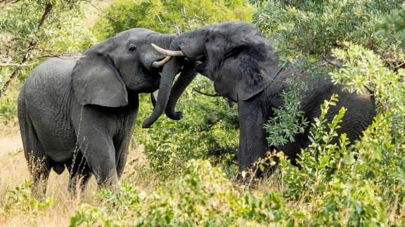 Elephants 3345