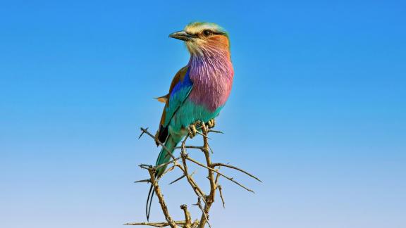 lilacbreasted roller 2317