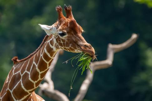 Giraffe 0483