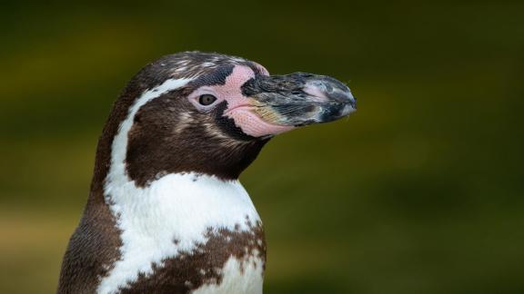 Penguin 0150