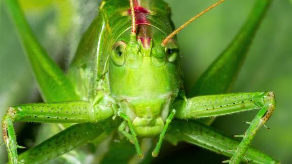 Tettigonia 6551