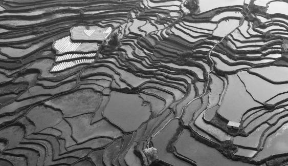 Terraced fields scenery 47