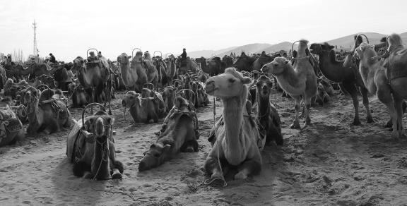 Desert Journey 24