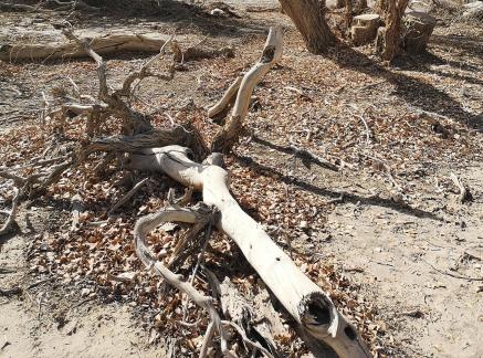Wood Wilderness 17