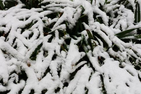Green in the Snow