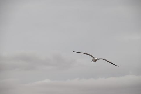 Feather Harbor 47
