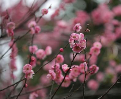 Red Plum Praise 21