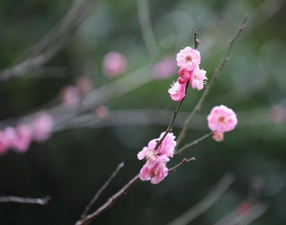 Red Plum Praise 22