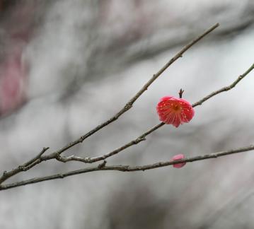 Red Plum Praise 23