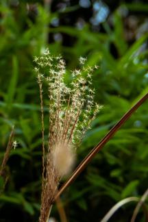 Familiar plants 7