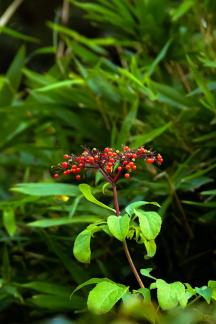Familiar plants 9